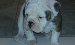 Olde english bull dogges 4 sale! Ready now!! I.O.E.B.A registered.Big Head lots of wrinkles!! We are a registered kennel.we breed our puppies indoors .raised with kids.has first shot.must see will fall in love.please call 661-733-7037 or 661 -618-8408 or