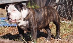 A Healthier Alternative to the English Bulldog. Health Guarantee. Up to date on all shots and wormings. VBA Registered. Dew claws removed. Rare blues and blacks available.&nbsp;&nbsp; independentbulldogs.com or facebook/independentbulls&nbsp;&nbsp;&nbsp;
