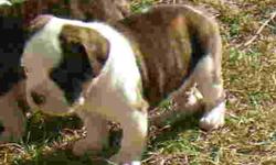 We have been raising and loving Olde English Bulldogges, exclusively, for 20 years. Our bulldogs are bred for excellent health and temperament. Free breeding, free whelping and free breathing bulldogs. Puppies are $1200 to $1500 each. We are located near