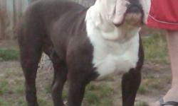 2 bully boys 5 beautiful girls (951)216-0870 http://doublewidebulldogges.webs.com/