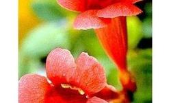 Orange hummingbird vine flower seeds 50 plus seeds
you plant these seeds after the danger of frost. they are
very beautiful.I have them to go on my arbor.all you
need to do is till a spot where you want to put them
and they will grow very fast.keep them