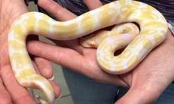 &nbsp;Beautiful ball pythons with great colouring.they are very healthy and great eaters. great for breeding and reptiles lovers for rehoming. i am having both babies available,selling as a pair serious inquiries and single for interested buyers only. Co