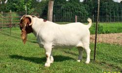 Six 9 Month Old Full CODI/PCI Boer Doe's. 1 Is A Red Paint. Five Are 2 Clean Teated. Four 9 Month Old Full CODI/PCI Boer Bucks. 2 Paints & 2 Tradiionals. All Are Well-Bred, Thick, Hardy South African Boer Goats. Great Prices, Great Pedigree's, & Disease