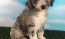 Howdy, I'm Paisley, the darling female Standard Aussie-poo. I was born on May 27, 2016. I like hearing that I am a good gal! They're asking $999.00&nbsp;for me. &nbsp;I'll come with my shots and worming to date.&nbsp;If you think I'm the most enchanting