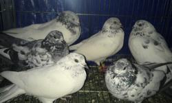 I hawe 3 pair best high flyer pakistani kabootars pigeons for sale in brooklyn gueens Long Island newyork all total 6 bird $300 call 9173317701