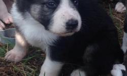 AKC Registered german sheperd puppies. Come with health certificates and all puppy shots. One white and black panda girl with tan cheeks and black/tan boys left. Very loveable puppies. We socialize them with other dogs, children and people. They Will be