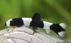 We have lots of Panda Loaches @ $14.99 each
&nbsp;