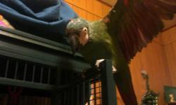 I have a 7 year old Sever Macaw. She comes with a 24"W X 40"L X 71"H cage that includes a play area at the top. She is good with kids and woman and takes her time to earn the trust of any guy. I saved her from an abusive family 3 years ago where the