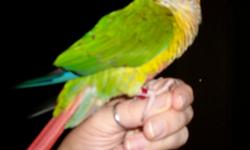 My name is "Conan". I was born May 2009. I need a loving and safe home with someone who has lots of time for a companian bird. You will get not only my loving company, but my large cage and my "pizza pan" rolling perch for out of cage fun so I can hang