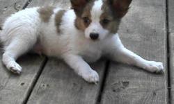 Papillon puppies for sale $600.00 Males Includes shots, Pedigree paperwork, Puppy packet and starter food.