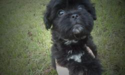 Pekapoo male puppy for sale in Trussville, Al. , non shedding first shots, ckc reg, paper trained, $300, 205-903-4607