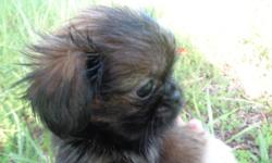 Pekingese puppies for sale in Trussville, Al., ckc reg, first shots, dewormed, 6 month heath guarantee, females available, $400ea, 205-903-4607