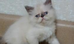 Flame point male Calico point female Blue male or female Gentle loving beautiful www.Facebook.com/jacksonsspecialtypets