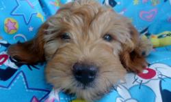 DOB 7-7-14 Petite F1-BGoldendoodle babies! Estimated adult weights are 14-18 lbs! Lap size! Dark red to Golden in colors. Excellent temperaments on all these Doll Babies! Ready for their new families now. UTD on shots and wormings. Started on potty