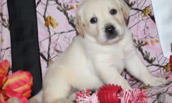 Hiya There! I am Pippa, the cutest little blonde female AKC Labrador Retriever! I was born on June 17, 2016! I'll come vet checked, with my shots and worming to date. I can't wait to have a someone special to love and to play with. Will it be