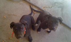 I have one female and one male pit bull puppies, they are all black with white on their chests, they are very cute and very large, they are 3 1/2 months old and have their first shots. Hurry though so you can get your pick because we are keeping one of