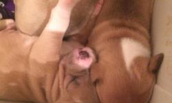 Beautiful Pitbull puppies , mother brindle father blue nose . Full bread , eating wet food and weined .