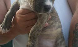 1 male (Brindle) and 2 female Pitbull pups available today. They are 8 weeks old. These babies are adorable and very lovable. They have been given their first shots and were dewormed and are healthy. Email or text if you are interested in a puppy today.