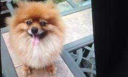 4 year old sable Pomeranian. Very friendly, gets along well with children, need fenced in back yard