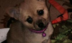 Pomariana puppy has bear face and small she will be medium hair. Potty trained already and very smart and alert.