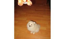Akc Health Guarantee Male And Female Pomeranian puppies ...Only Txt us at 212-202-0729 for more info and pics.Thanks
&nbsp;