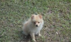 female pomeranian puppy, 14 weeks old, 3rd shots, ckc reg, parents on the premises, $400, 205-903-4607