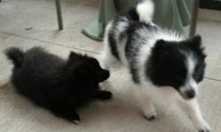 Pomeranian puppies,registered wormed and vac. Black and white party male and black male, 4 months old Health guaranteed, nice puppies ready for a forever home.
