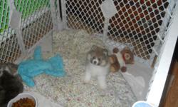 tea cup and toy puppies, had shots, CKC reg,Vet checked. male and female.