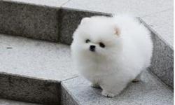 Pomeranian Puppies for Adoption Hello, I have a lovely male and female Pomeranian puppies for re-homing. They are vet checked, home raised, potty trained and will be coming with all papers and a health certificate.
&nbsp;