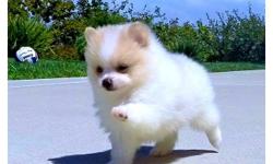 I have 2 beautiful Pomeranian pups looking for a warm and loving home. They are pure bred Pomeranian! There is 1 male and 1 female. The white and gray is the female. They are 11 weeks old. They are healthy and very energetic, great for kids and wont grow