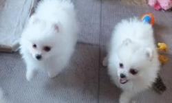12 weeks old Pomeranian Puppies for adoption. They are very lovely, cute and healthy pups. Puppies are micro-chipped, de-wormed and vaccinated. For more information please contact.2342051053