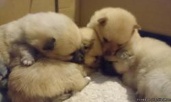 Lovely pomeranian puppies for adoption, they have good temperament, good with kids as well as other pets. They have been declawed, dewormed, and updated on shots. Please contact for more information. Please like, share and contact on our facebook page