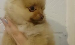 Lovely pomeranian puppies for adoption, they have good temperament, good with kids as well as other pets. They have been declawed, dewormed, and updated on shots. Please contact for more information. Also Like, Share and Check on Our Facebook