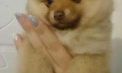 Lovely pomeranian puppies for adoption, they have good temperament, good with kids&nbsp; as well as other pets. They have been declawed, dewormed, and updated on shots.Please contact for more information.