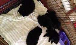 I have FIVE beautiful BLACK Pomeranians puppies with WHITE markings for sale.
&nbsp;3 Females and 2 Males. Born July 28th and August 1st.Each has its own personality
and of course a must own. These beauties are my own babies and are kept in my home.
All