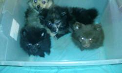 Reduced, reduced. Male and females 11-20 weeks all CKC registered, up to date on shots small to medium sized. Will meet half way for your convience One adult male fixed large pom. For more information or individual pictures contact us at 985-474-0077 we
