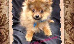Toy pomeranian male born April 16, 2014 will be about 5 pounds full grown. He is registered has had all of his shots and deworming and has a health guarantee. $500.00 His mama KAMEA and daddy FUZZY pictures can be seen at Www.jewelsyorkshires.com call