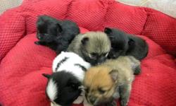 1 BLACK FEMALE, 1 BLACK MALE AND ONE MALE SABLE LEFT - CALL 361.331.0136 FOR MORE INFO. BORN JANUARY 11, 2011