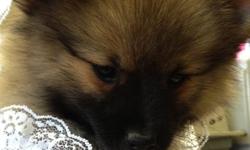 I HAVE ONE POM PUPPY THAT MUST GO 1 GIRL &nbsp;9 WEEKS OLD. SHE HAVE HAD REG WORMING AND HER FIRST SHOT. &nbsp; PAPERS APPLIED FOR. NO REASONABLE OFFER REFUSED ASKING 400.00 CALL TODAY --