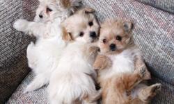 Pamayork Puppies
For sale are 3 Pamayork puppies from Pomeranian dad and yorkie mom. They were born on January 21, 2014. They are very sweet and exceptionally friendly with big soft coat. Estimated grown-up weight is about 6-8 pounds. One is girl in