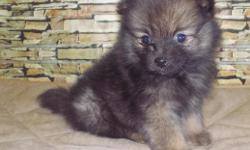 Pomeranians we have three males and one female. I have one teacup male dark sable male that should be around 4lbs. The rest should be 5 to 7 lbs grown. We have one black female and the rest are sable with black mask and wolf sable with black mask. Puppies