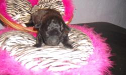 Ready for new home now or will hold until Christmas. Puppies come from AKC championship bloodline parents on mother's side, 1 female. These puppies are being sold as pets only and therefore the AKC papers will not be offered. They will come with all