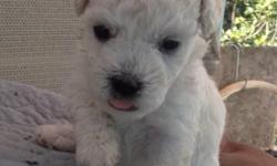 poodle bichon frise mix puppies mother is on site
please contact me if interested asking 350.00
i have pictures available
&nbsp;