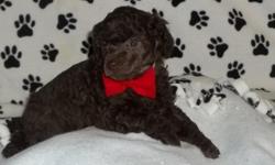 If you didn't get enough" Chocolate" for Valentines Day, Then Right here is What you need! I have a little brown male Poodle. This little puppy is CKC registered, and just loves giving kisses. He is about 8 weeks old and is ready to go. He is bred for an