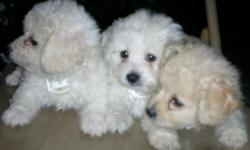 I have three 8 week old Miniture Poodles 2 male 1 female. 1 tan two white. They are very sweet and playful. You will fall in love with them. They will be ready to go in a couple of weeks.
Please email if you're interested.
Thanks!