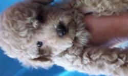 Only 2 boys toy poodles. UTD on shots,CKC Reg.Health Guarantee. Will make Great Pet ,non shedding.