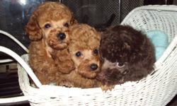 poodlee pups a.k.c toys gorgioues reds and male and females and a chcolate male shots and wormed $450.00 and up cash only call 951-928-0990 or cell at 951-905-9510