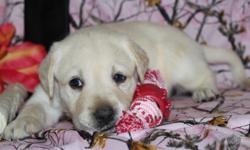 Hiya! I am Poppy, the delightful blonde female AKC Labrador Retriever! I was born on June 17, 2016! I'll come vet checked, with my shots and worming to date. I love to play, get my tummy rubbed and nap long side you. &nbsp;They're asking $650.00&nbsp;for
