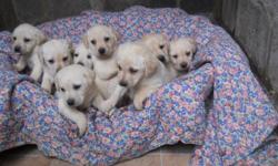 Gorgeous gold and cream pups,Exellent friendly temprements boys and girls they will be vet checked,vaccinated and wormed and will come with four weeks free insurance real little charactors seen with their mother who is our family pet viewing welcome