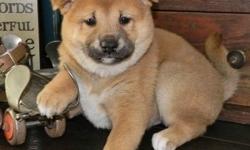 Pretty Shiba inu puppies If interested email or text us through this ( macksheldon2 @ gmail . com&nbsp; ) or this number x(561) xx 972 xx 8764